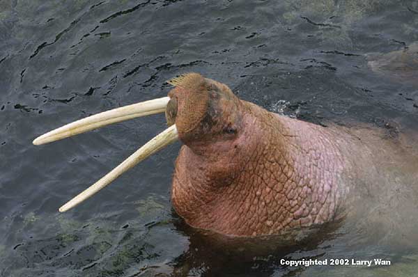 0023walrus.jpg