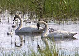 Swans swimming in estuary - Wan Conservancy